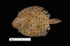 Scopthalmus aquosus, windowpane flounder, from SEAMAP collections